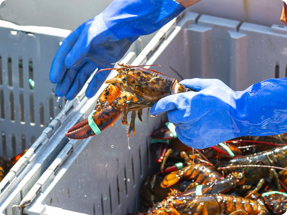live lobster being packed in totes
