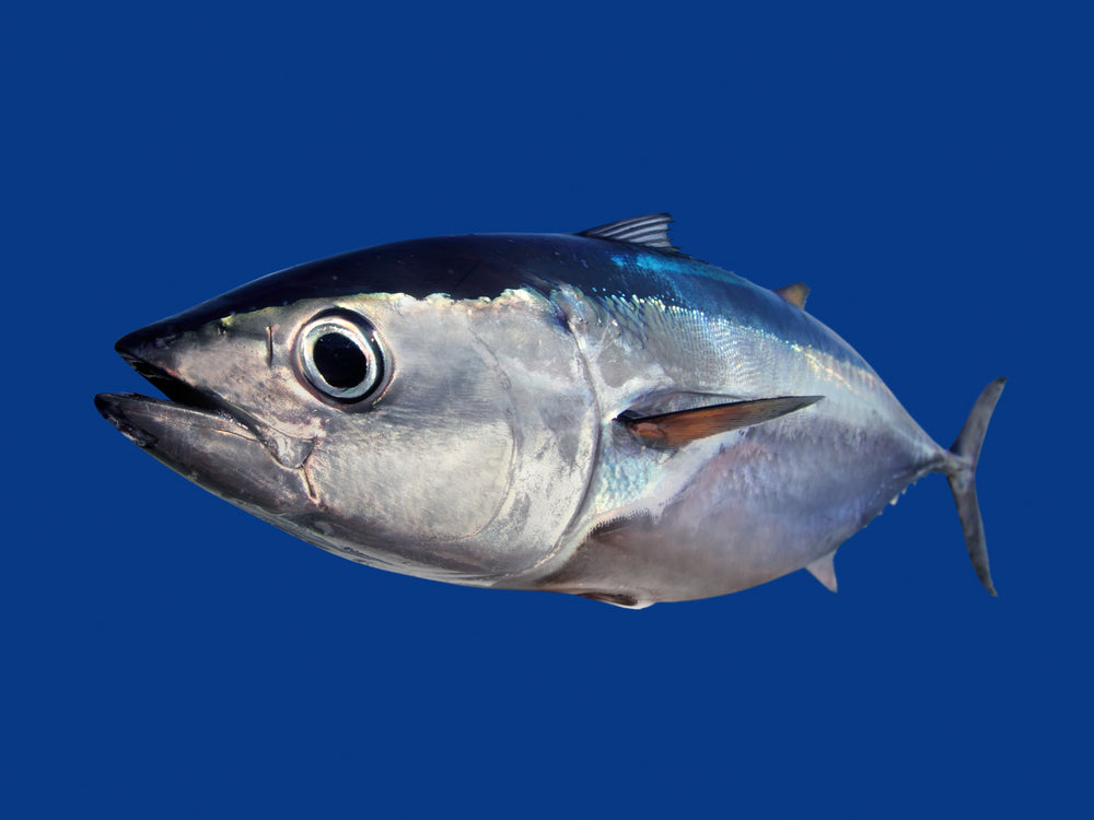 Tuna and Sustainability