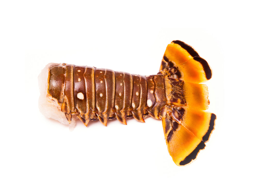 Jumbo Lobster tail from the Caribbean