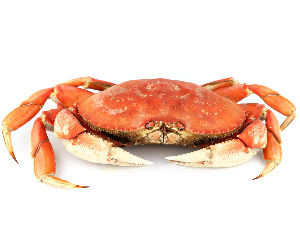 Whole-cooked Dungeness Crab.