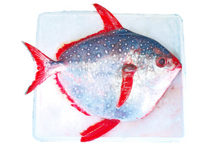 Huge Opah fish Red Fin