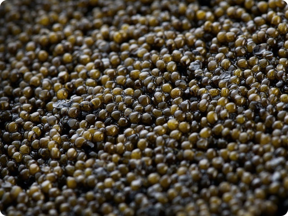 Paddlefish Caviar Next-day Delivery