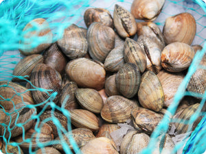 Manila Clams - live and by-the-pound