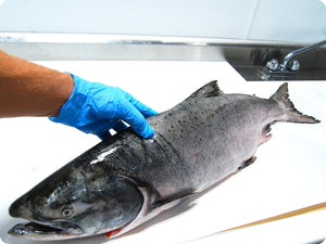 Whole King Salmon (fresh, wild) by the pound