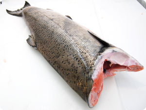 Whole King Salmon (fresh, wild) by the pound