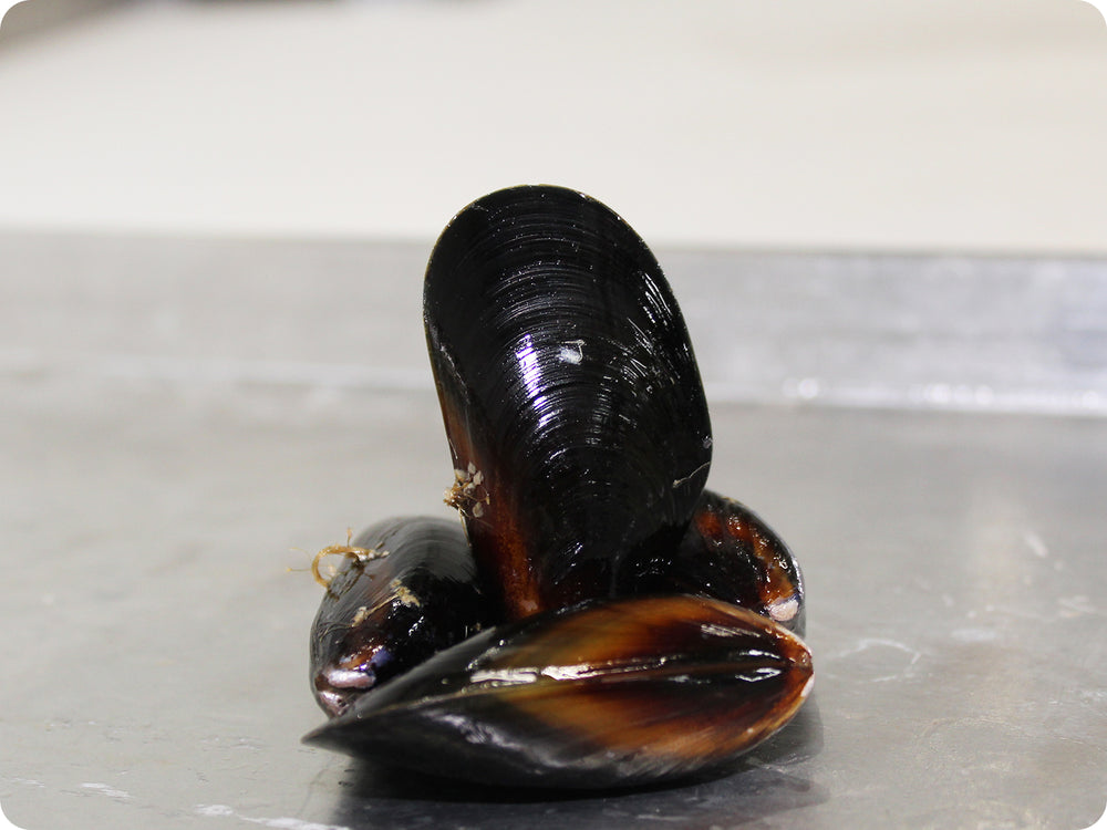 Pacific Blue Mussels - Live and by the pound