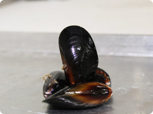 Pacific Blue Mussels - Live and by the pound