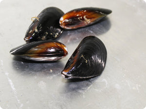 Pacific Blue Mussels - Live and by the pound