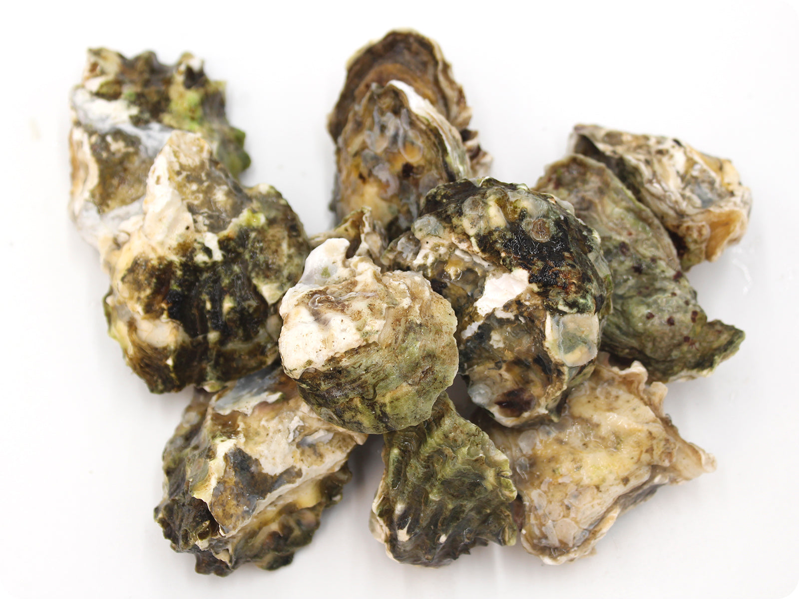 Kumamoto Oysters by the dozen Honolulu Catch