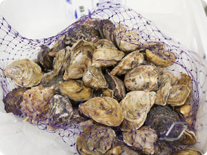 Kusshi Oysters by the dozen