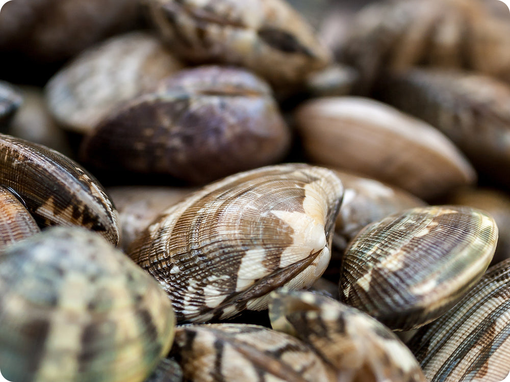 Manila Clams delivered fresh 