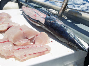 Large sustainably caught Wahoo Ono being filleted on a boat.