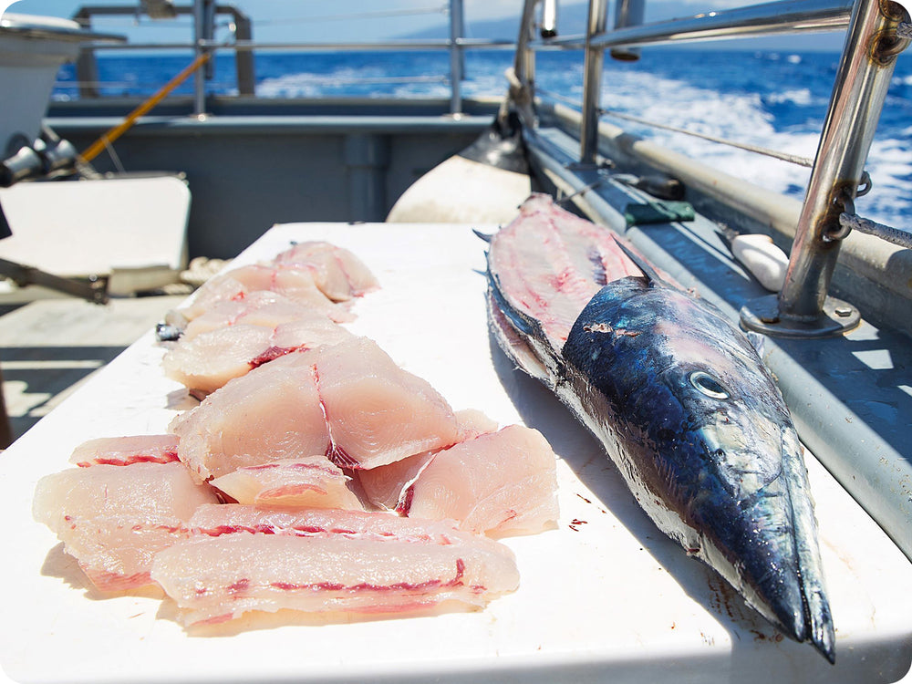 Large sustainably caught Wahoo Ono being filleted on a boat.