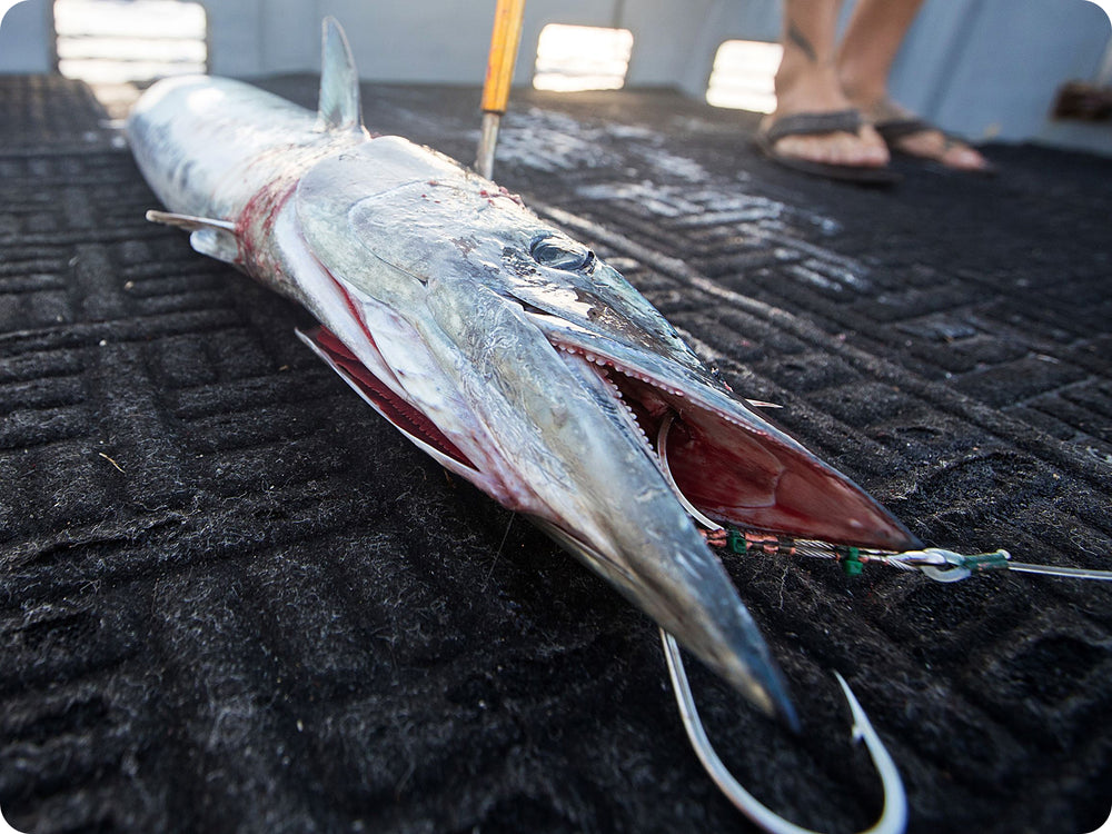 Beautiful Hawaiian Wahoo