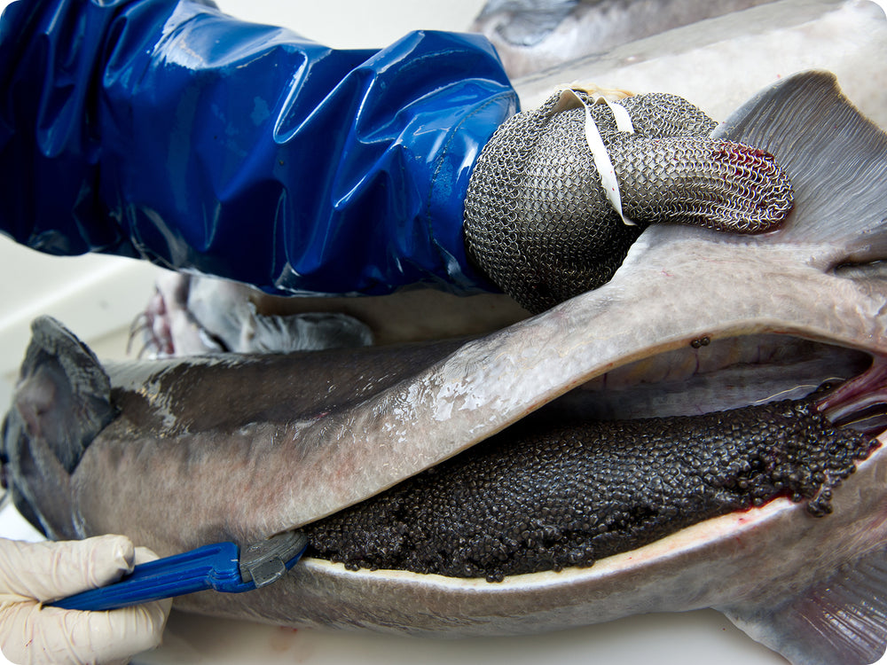 Sevruga Caviar (roe) being harvested.