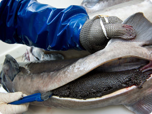 Sevruga Caviar (roe) being harvested.