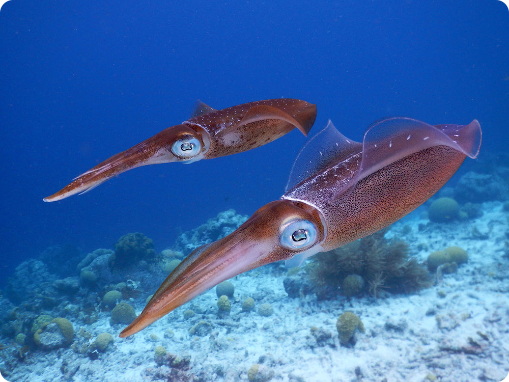 
            
                Load image into Gallery viewer, Beautiful Squid swimming in the Atlantic Ocean.
            
        